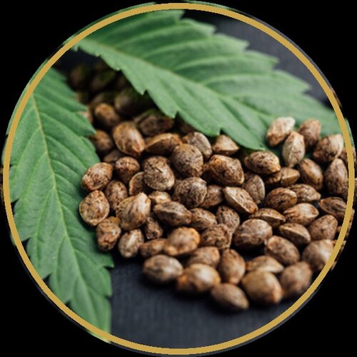 Omega-3 Seeds